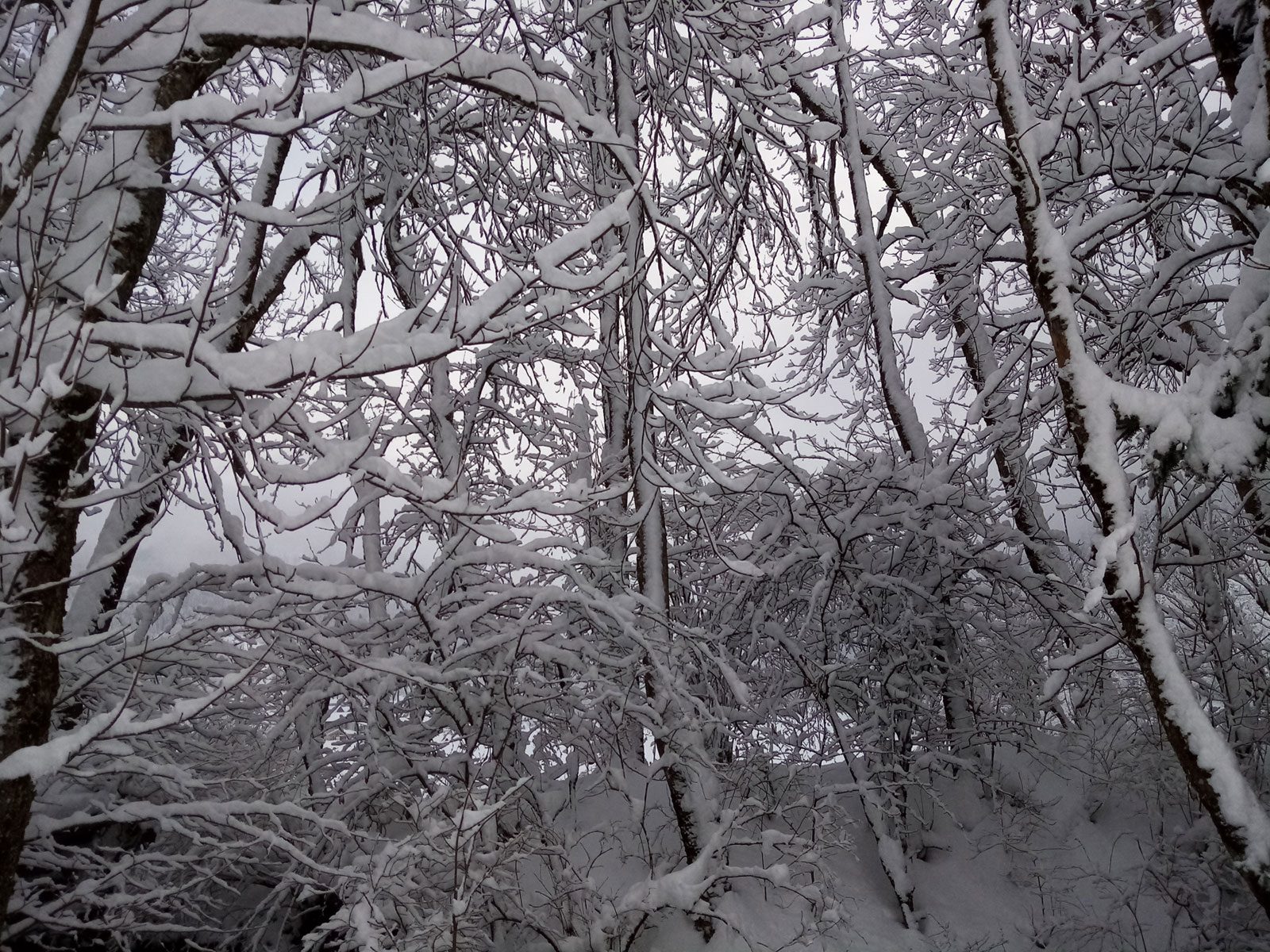 la neige dessine les arbres